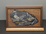 Museum Quality Carboniferous Fern Fossil St. Clair Mine PA #6, Walnut Mounted