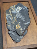 Museum Quality Carboniferous Fern Fossil St. Clair Mine PA #6, Walnut Mounted