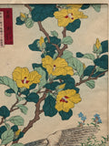 1883 Japanese print by Kono Bairei "Yellow Hibiscus and Falcon" from Bairei's Flower and Bird Album