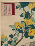 1883 Japanese print by Kono Bairei "Yellow Hibiscus and Falcon" from Bairei's Flower and Bird Album
